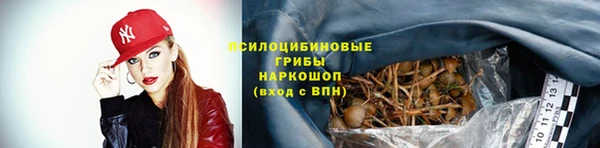 прущие грибы Аркадак
