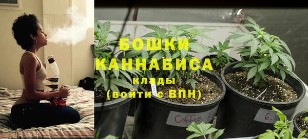 прущие грибы Аркадак